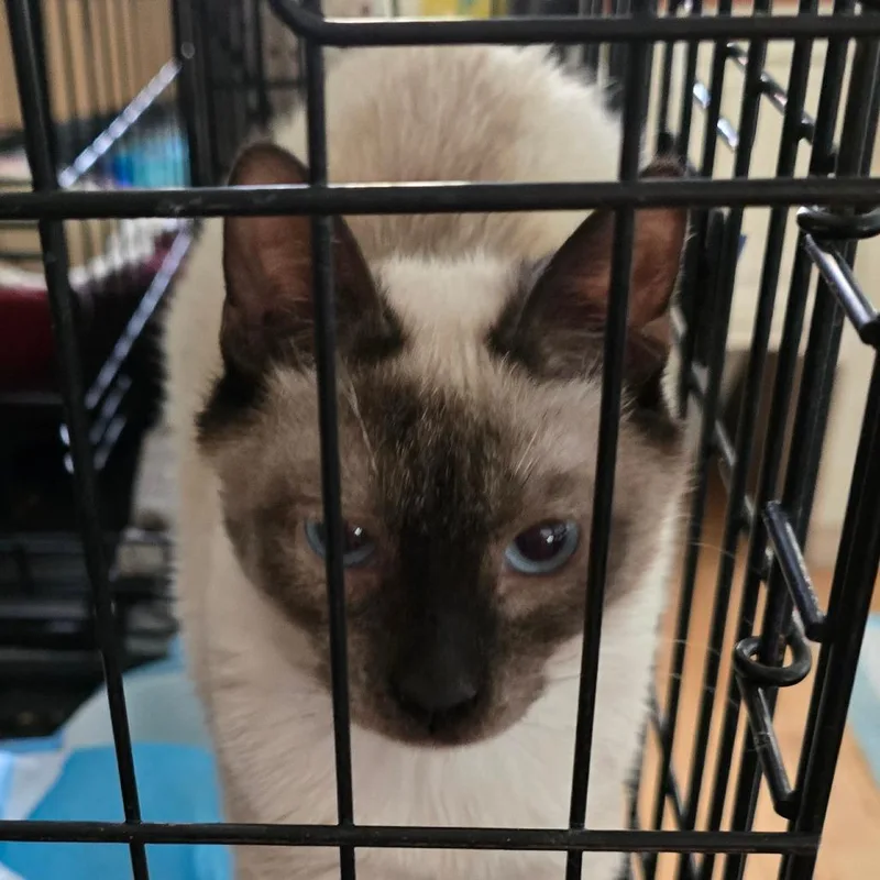 A young small-sized male Brown / Chocolate Siamese cat named Sebastian for adoption in Grantsville, UT