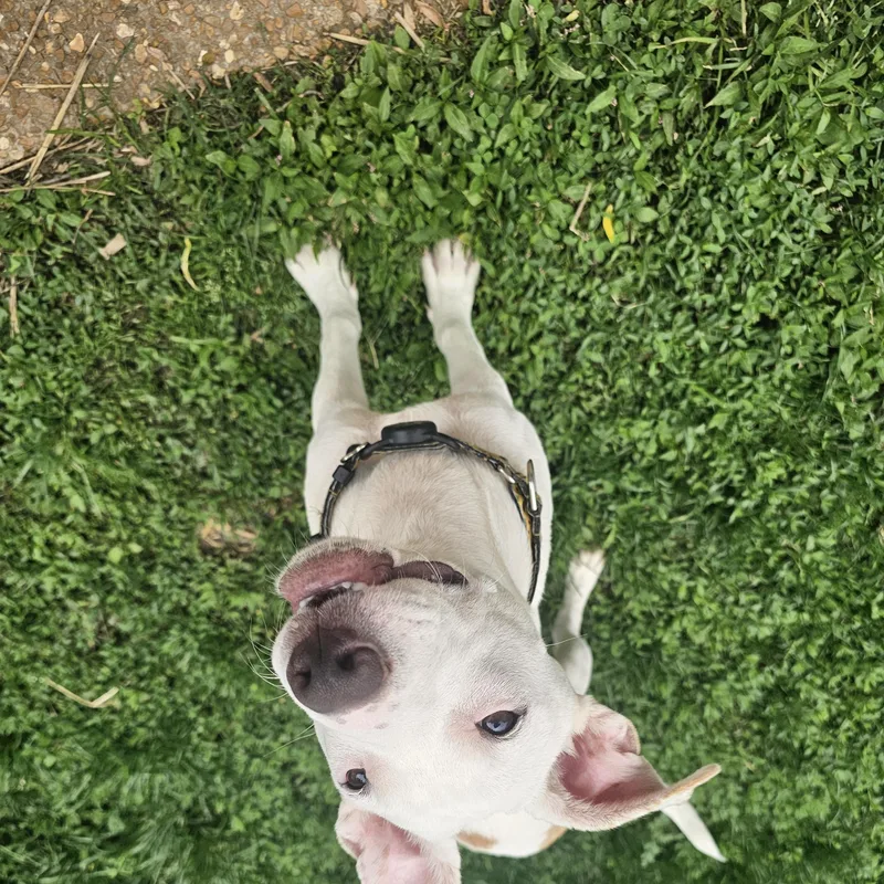 Daisy thumbnail 6