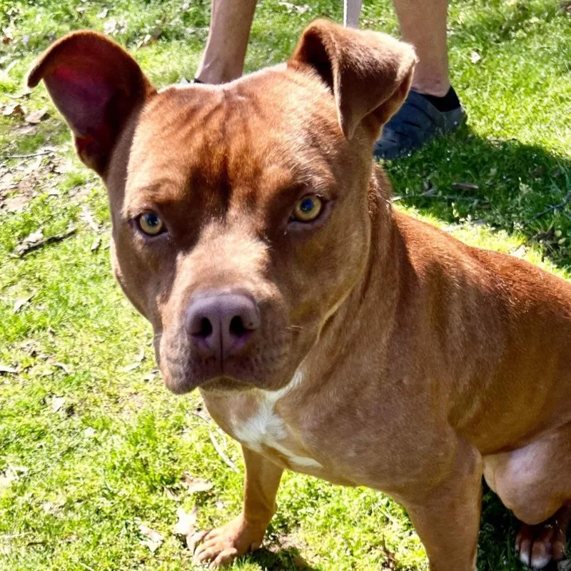 An adult medium-sized male Red / Chestnut / Orange American Staffordshire Terrier dog named Chai for adoption in Hackett, AR