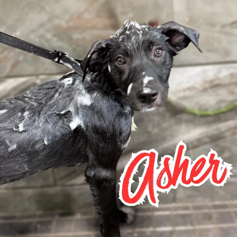 A baby medium-sized male Australian Kelpie dog named Asher for adoption in Ashland, OH