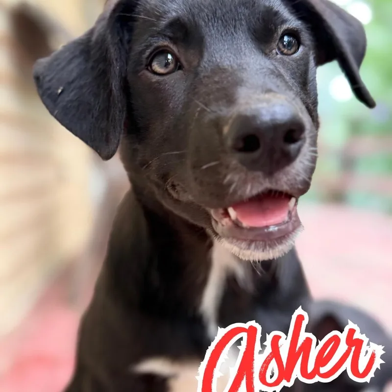 Asher thumbnail 2
