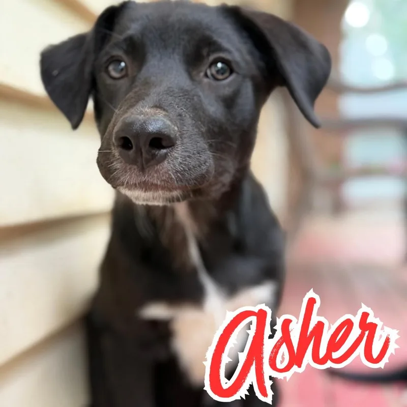 Asher thumbnail 3