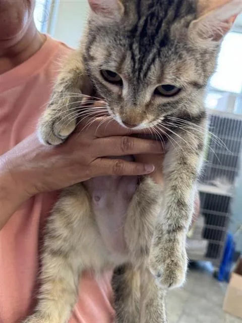 An adult small-sized female Domestic Short Hair cat named Precious Alvarado for adoption in San Antonio, TX