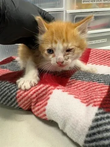 A baby small-sized male Domestic Short Hair cat named Sealegs for adoption in San Martin, CA