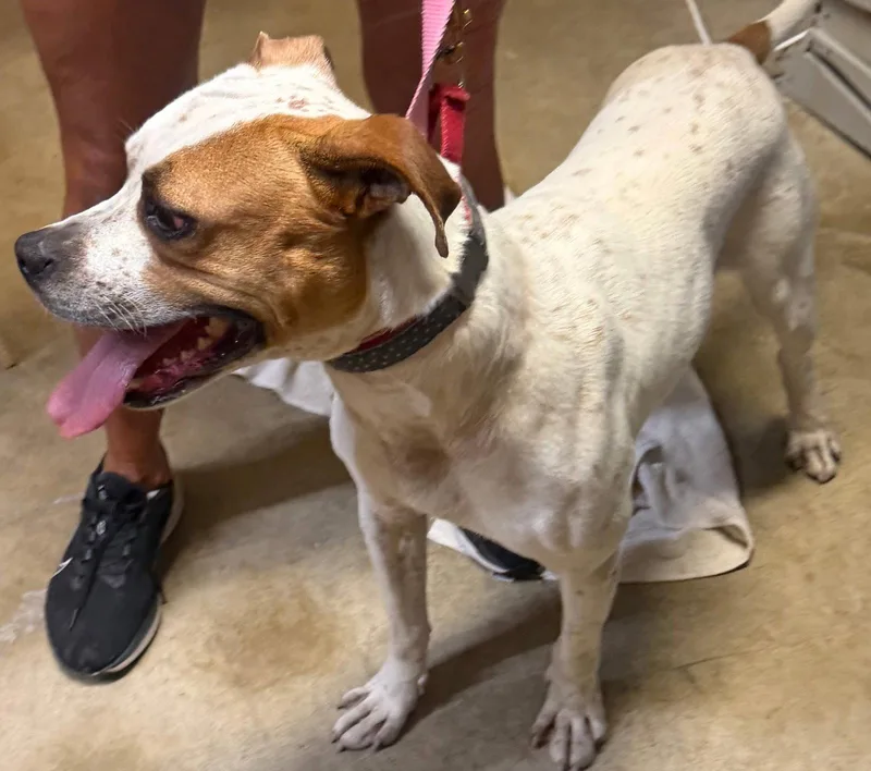 An adult large-sized male Bull Terrier dog named Brutus for adoption in Pottstown, PA