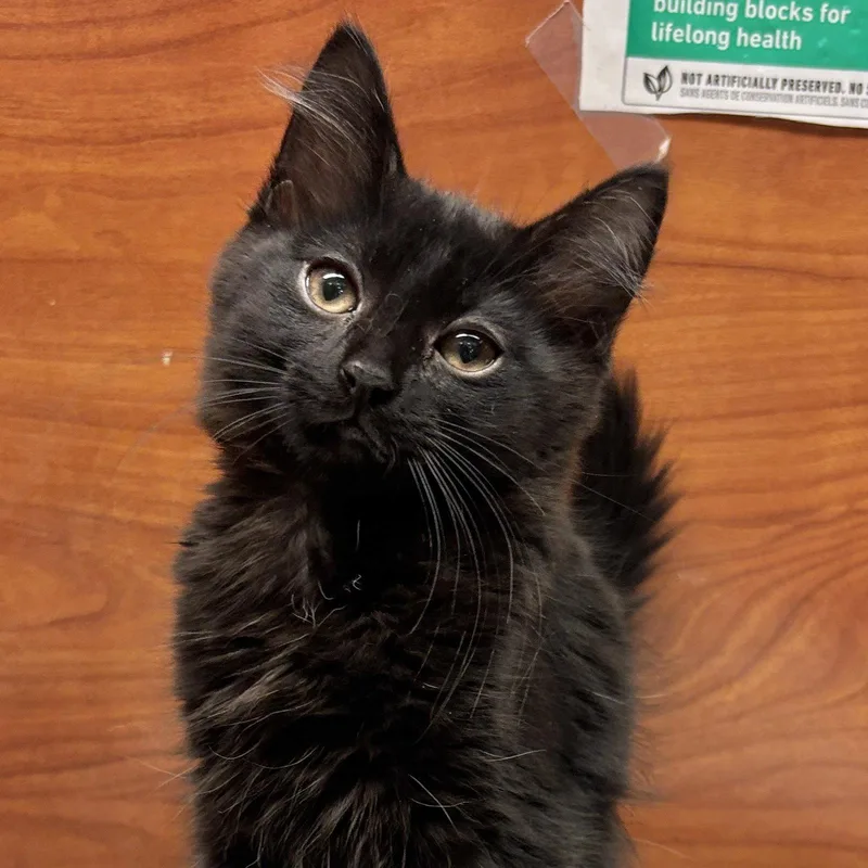 A baby medium-sized female Black Domestic Medium Hair cat named Eleven for adoption in Sonora, CA
