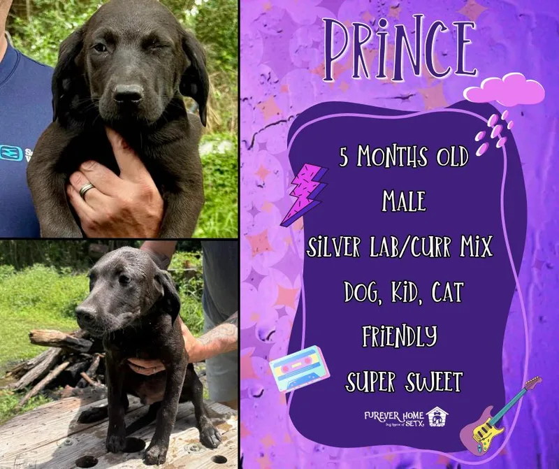 Prince
