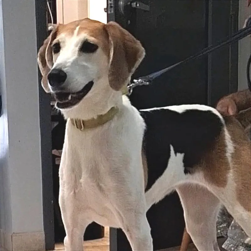 An adult medium-sized female White / Cream American Foxhound dog named Harlow for adoption in Camden, DE
