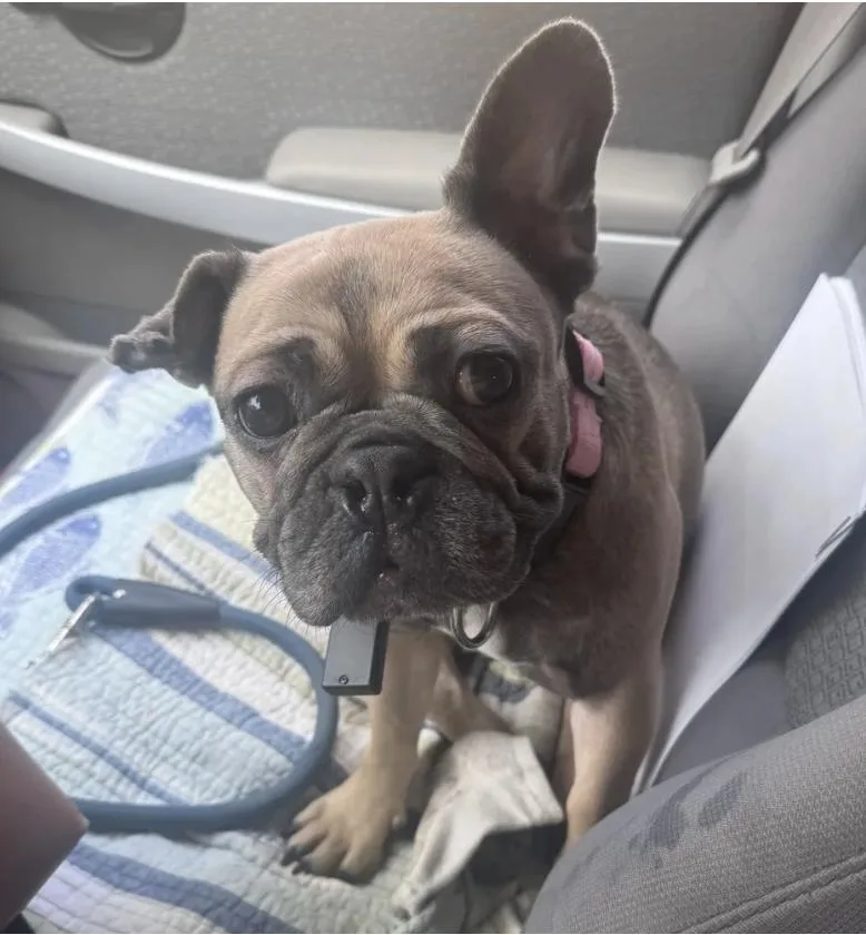 A young small-sized female French Bulldog dog named Lulu for adoption in Davis, CA