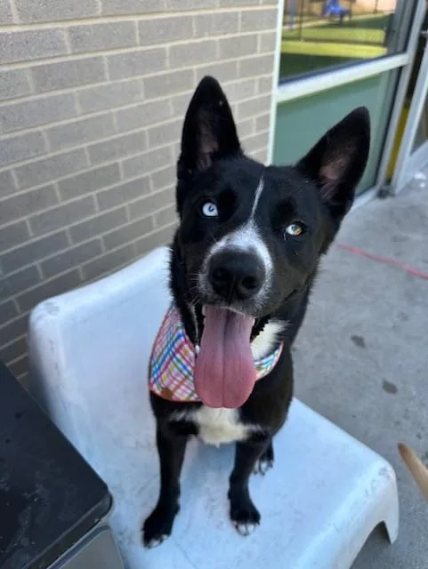 An adult large-sized male Mixed Breed dog named Peppa for adoption in Dallas, TX