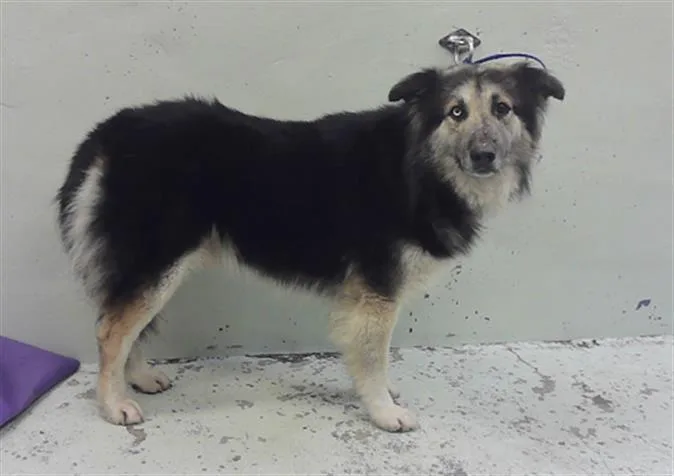 An adult medium-sized male Australian Shepherd dog named Gonzo for adoption in Houston, TX