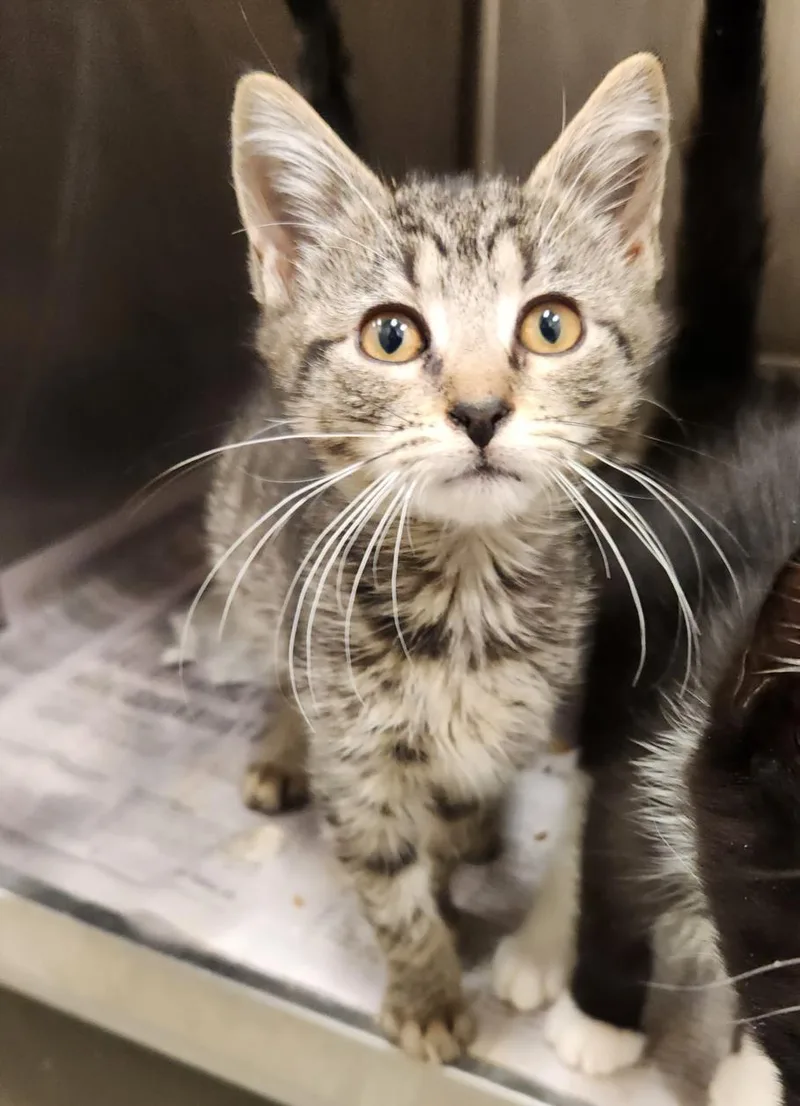 A baby small-sized male Domestic Short Hair cat named Charlie for adoption in Hagerstown, MD