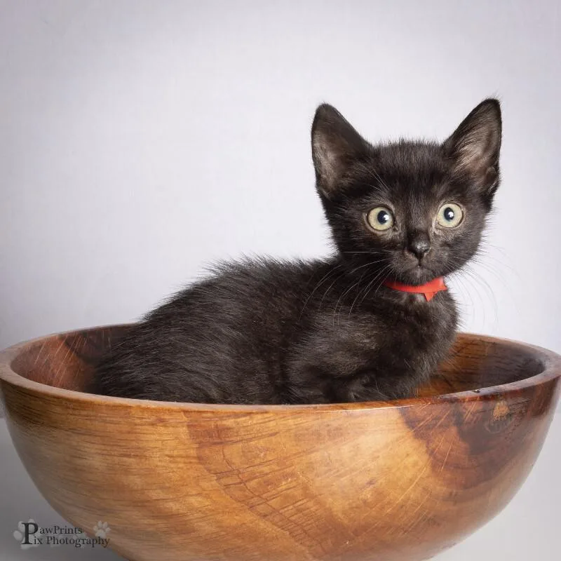 A young medium-sized female Black Domestic Short Hair cat named Jesse for adoption in Maryville, TN