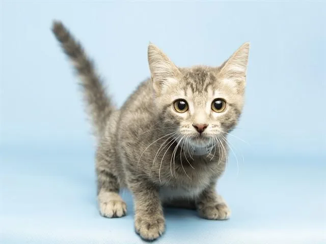 A baby small-sized male Domestic Short Hair cat named Ramen for adoption in Phoenix, AZ