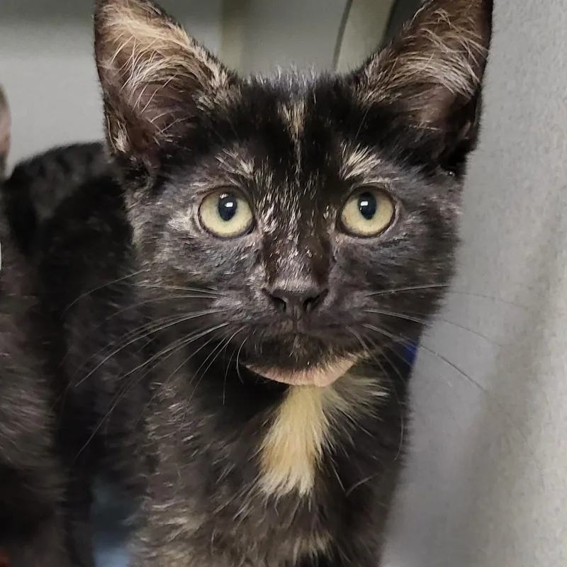 A baby medium-sized female Tortoiseshell Extra-Toes Cat / Hemingway Polydactyl cat named Hurricane for adoption in Grayslake, IL