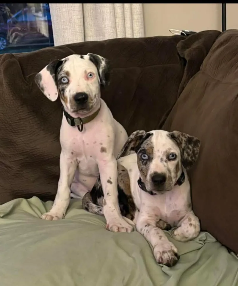 A baby small-sized male American Bulldog dog named Dash for adoption in Thompson, PA
