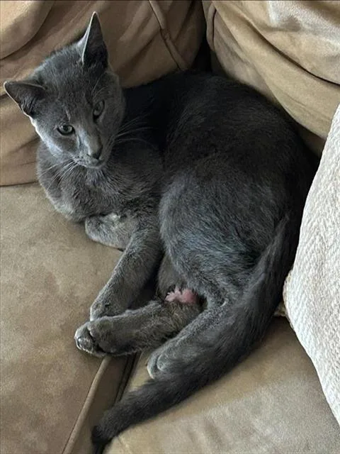 A young small-sized male Domestic Short Hair cat named Bean Purrito for adoption in Sacramento, CA