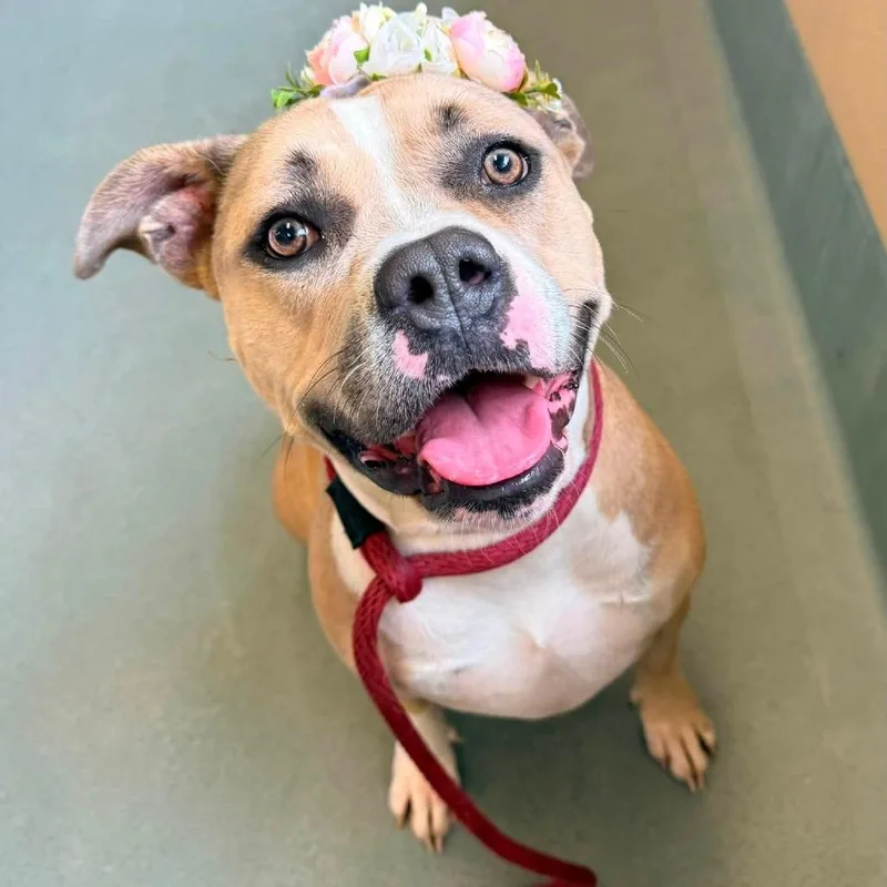 An adult medium-sized female Yellow / Tan / Blond / Fawn American Staffordshire Terrier dog named Gloria for adoption in Pittsburgh, PA