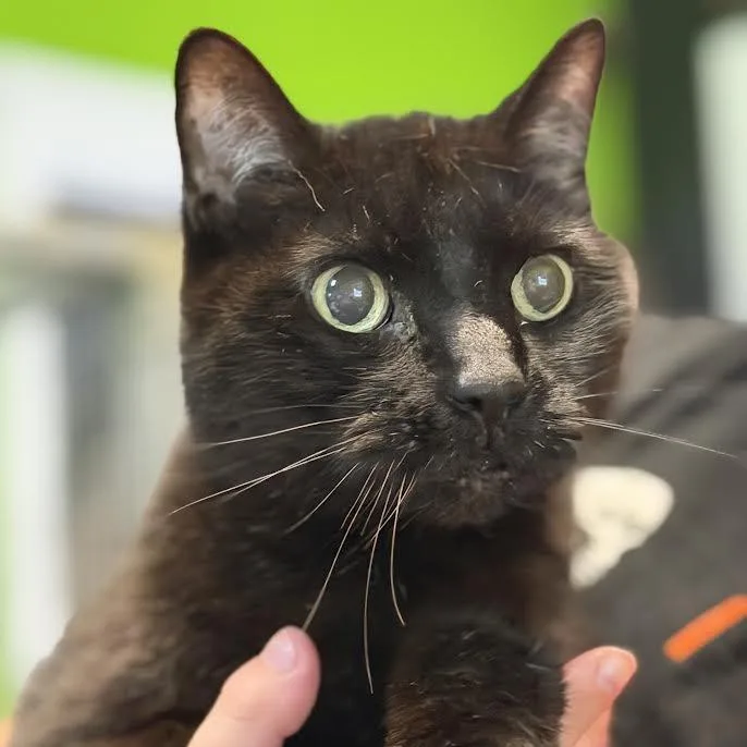 An adult medium-sized female Black Domestic Short Hair cat named Emerald for adoption in Edwardsville, IL