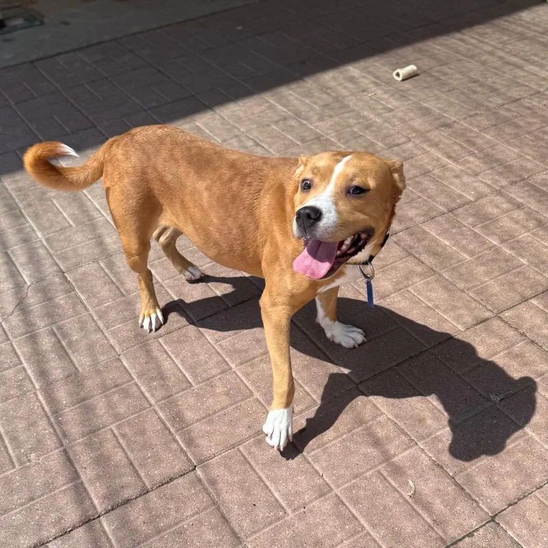 A young medium-sized male Golden American Bully dog named Hucklebery for adoption in Spring, TX