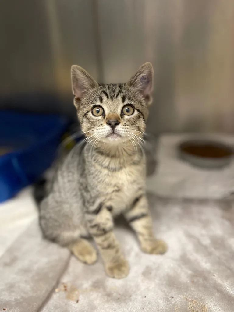 A baby small-sized male Domestic Short Hair cat named Derpy Paws for adoption in Grants Pass, OR