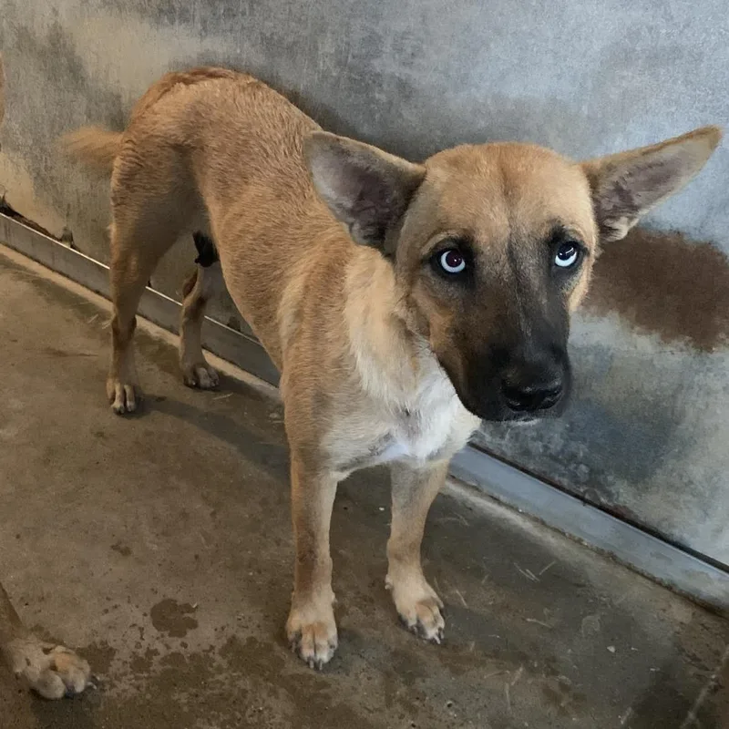 An adult medium-sized female Yellow / Tan / Blond / Fawn Shepherd dog named Lyra for adoption in Edinburg, TX