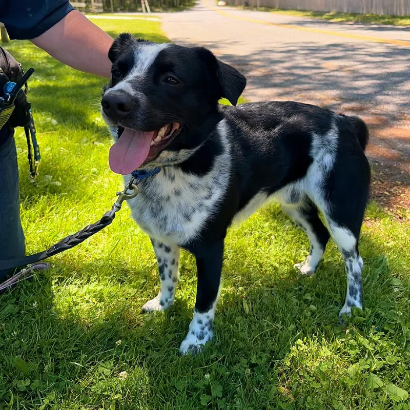 A young medium-sized male Black Border Collie dog named Toby for adoption in Hampton Bays, NY