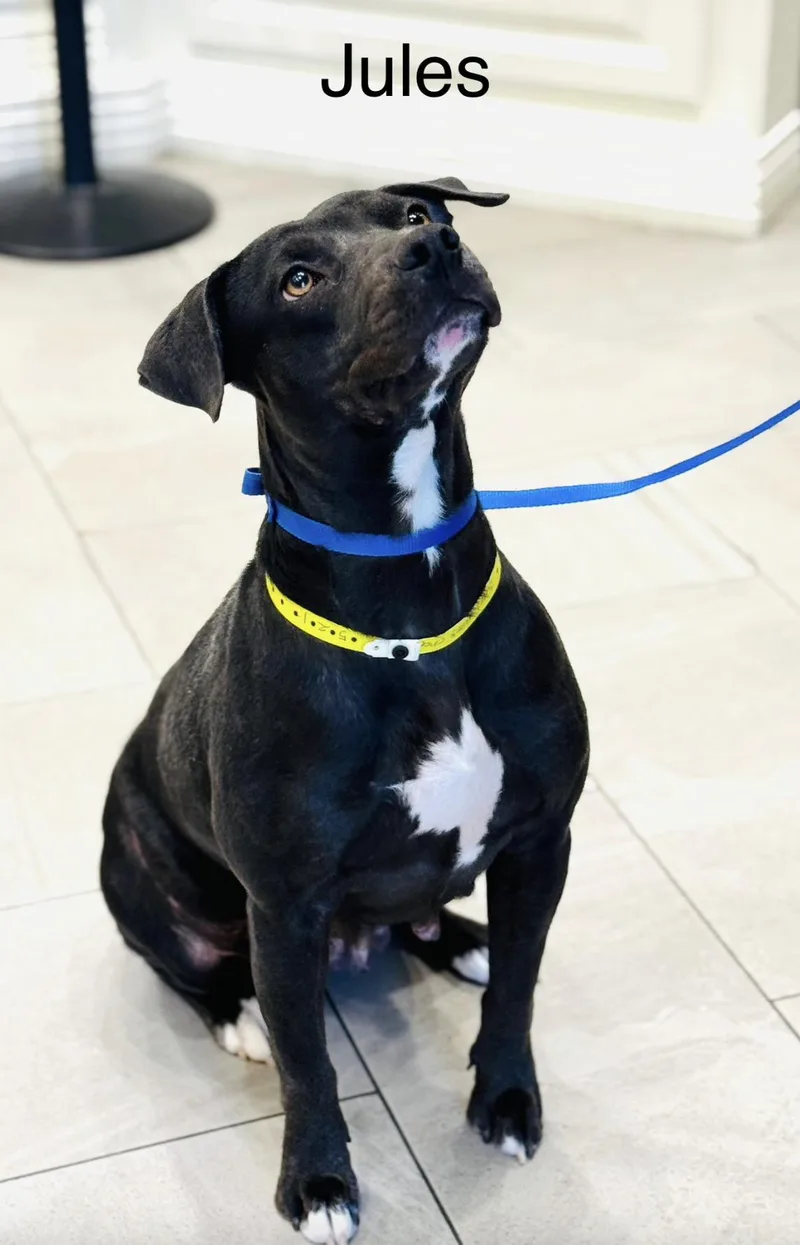 Jules thumbnail 3