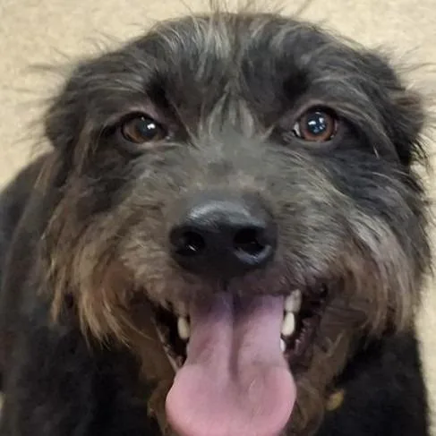 An adult medium-sized male Terrier dog named Dallas for adoption in Brenham, TX