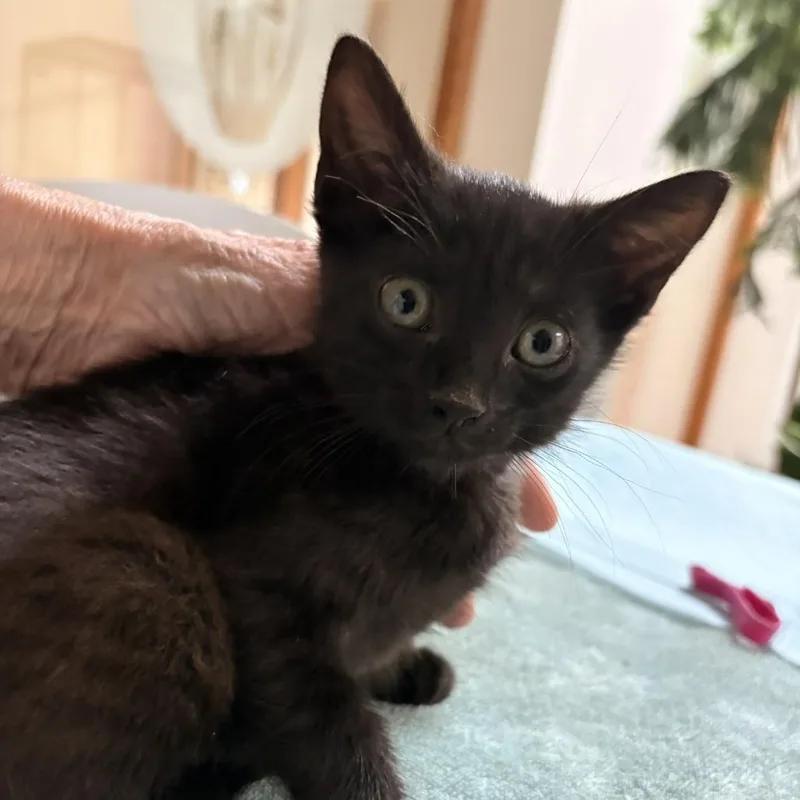 A baby small-sized female Black Domestic Short Hair cat named Minnow for adoption in Waldorf, MD