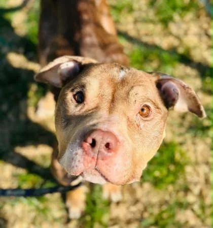 An adult medium-sized female Mixed Breed dog named Lola for adoption in West Chester, PA