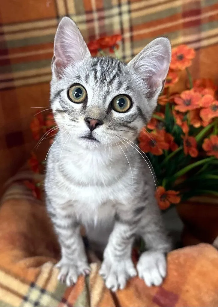 A baby small-sized male Domestic Short Hair cat named Ulysses for adoption in Stillwater, OK