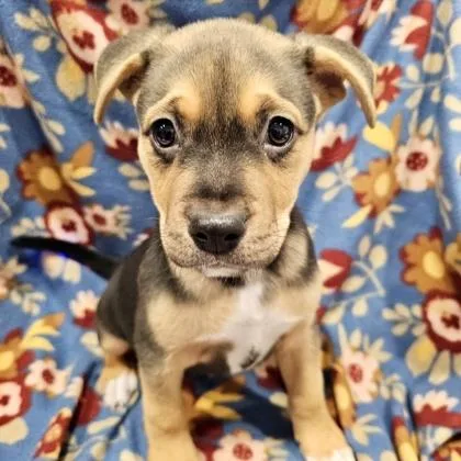 A baby small-sized female Mixed Breed dog named Tilly for adoption in Elk Grove Village, IL