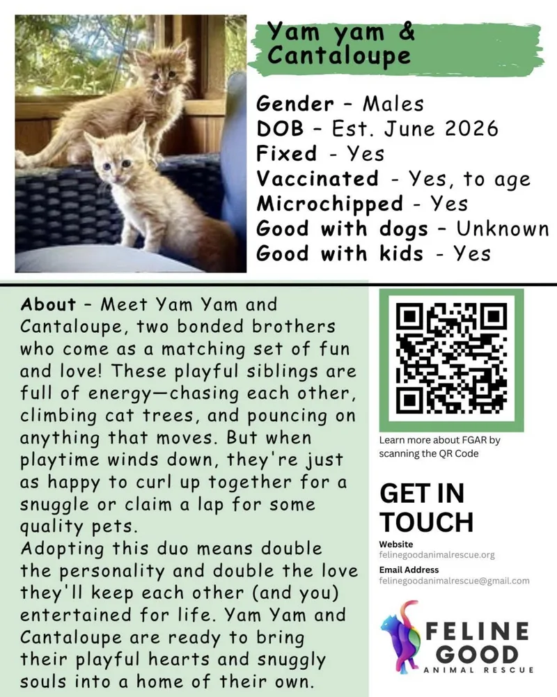 A baby medium-sized male Tabby (Orange / Red) Domestic Long Hair cat named Yam Yam & Cantaloupe for adoption in Eugene, OR
