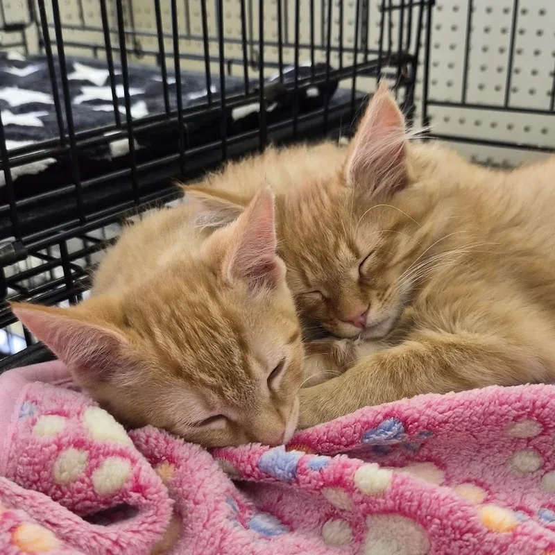 Yam Yam & Cantaloupe thumbnail 2