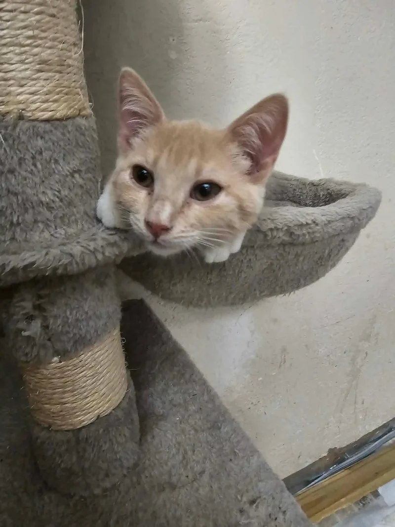 Weasley