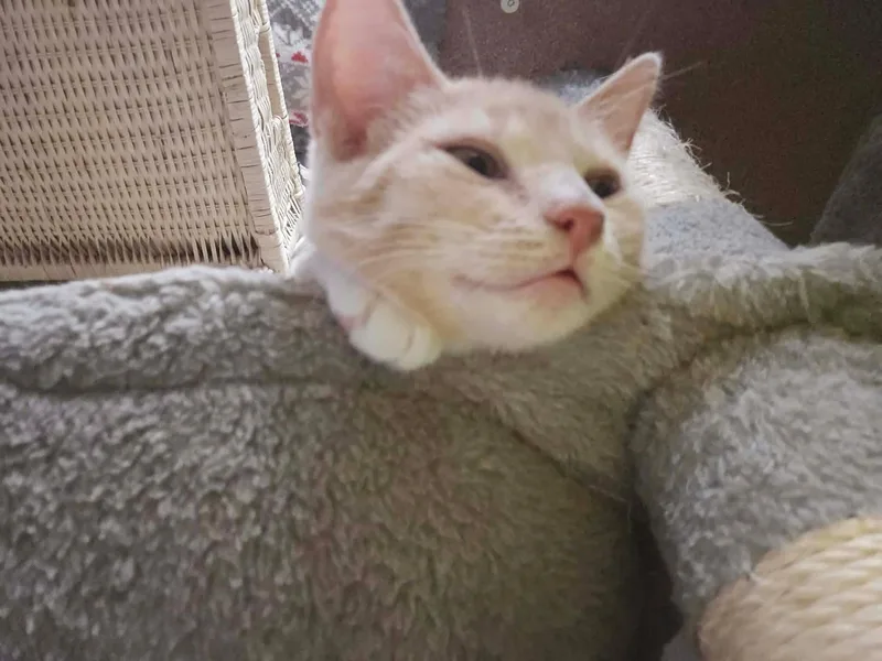 Weasley thumbnail 2