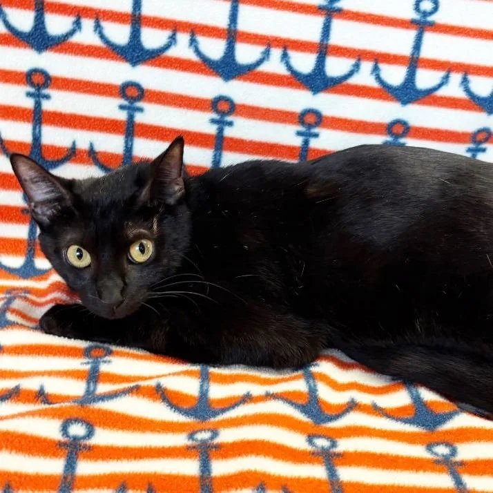 An adult large-sized female Black Domestic Short Hair cat named Mama Lake for adoption in Mount Juliet, TN