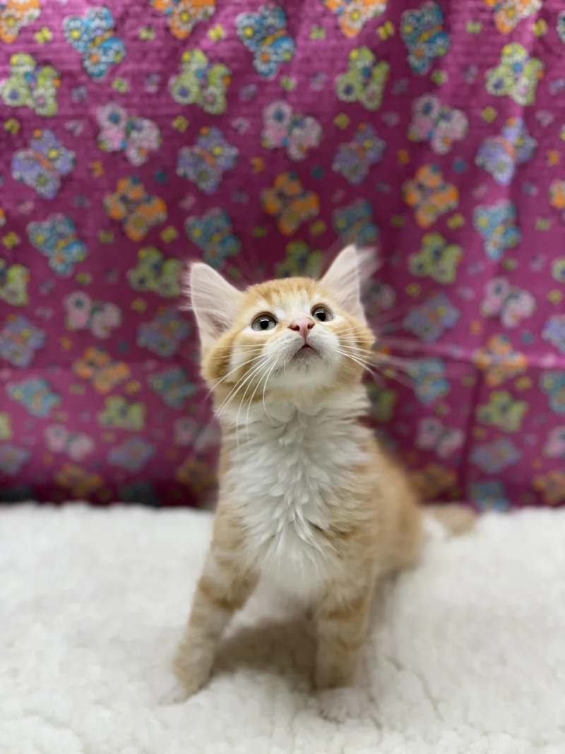 A baby medium-sized male Tabby (Orange / Red) Domestic Medium Hair cat named Hamish for adoption in Upper Sandusky, OH