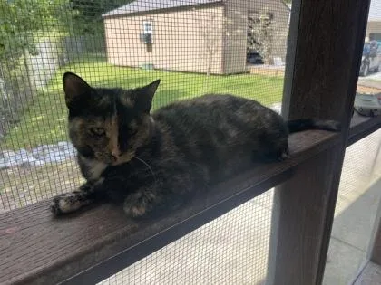 An adult medium-sized female American Shorthair cat named Kelly for adoption in Cashiers, NC