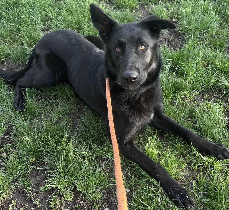 A young medium-sized male German Shepherd Dog dog named Black Jack for adoption in Buffalo, NY