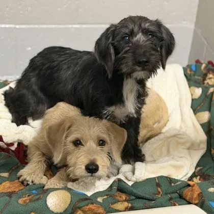 A baby small-sized female Yellow / Tan / Blond / Fawn Miniature Schnauzer dog named Dot Matrix for adoption in Sacramento, CA