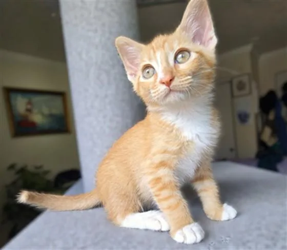 A baby small-sized male Domestic Short Hair cat named Erling for adoption in Denver, CO