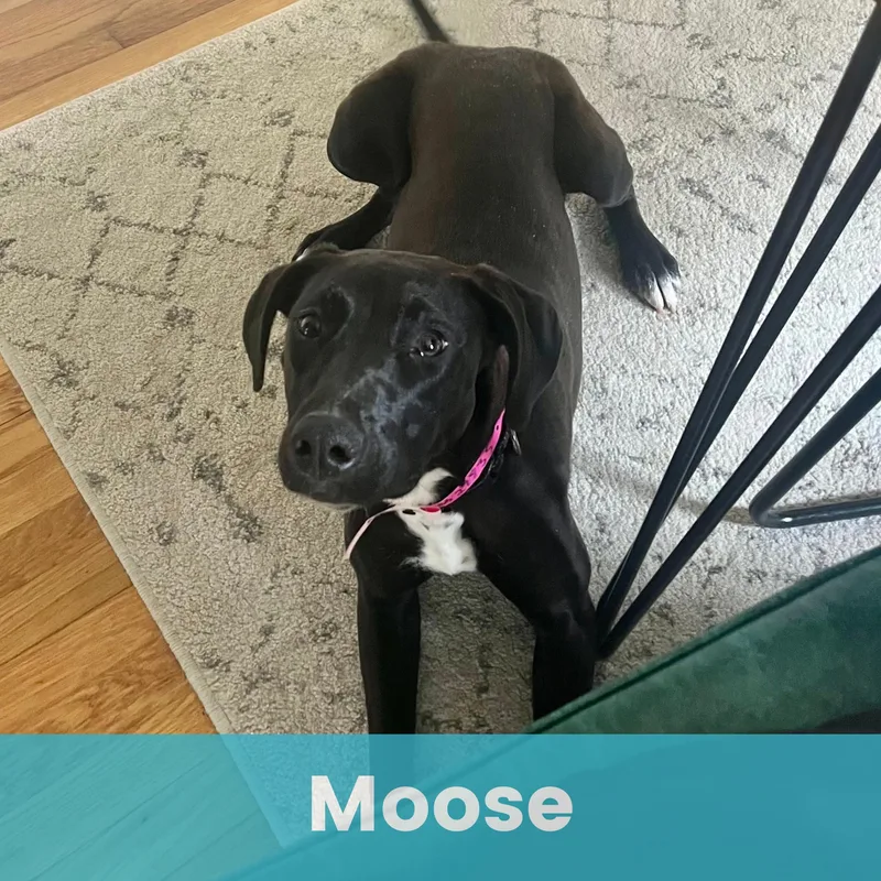 Moose