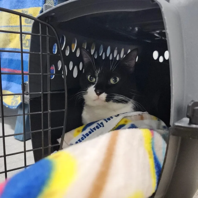 An adult large-sized female Black Domestic Short Hair cat named Mittens for adoption in Clearwater, FL