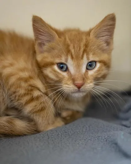 A baby small-sized male Domestic Short Hair cat named Jericho for adoption in Pequot Lakes, MN