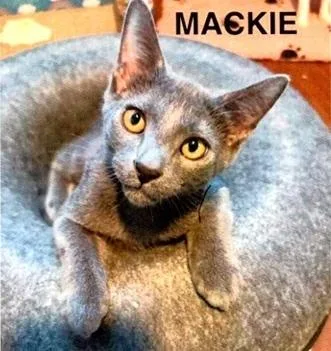 A baby small-sized male Gray / Blue / Silver Domestic Short Hair cat named Mackie for adoption in Anoka, MN