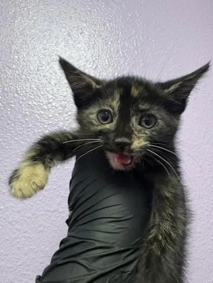 A baby small-sized female Black Domestic Short Hair cat named Wasabi for adoption in El Paso, TX