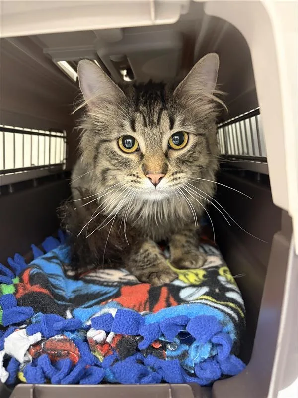A young medium-sized female Domestic Long Hair cat named Senaiyah for adoption in Saint Paul, MN