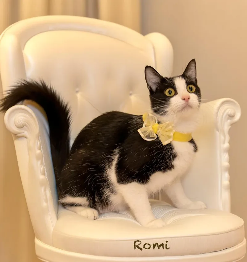 A young large-sized female Domestic Short Hair cat named Romi for adoption in Hot Springs Village, AR